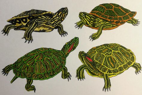 Painted Turtle Drawing, Red Eared Slider Turtle Tattoo, Red Ear Turtle, Red Eared Slider Turtle, Scientific Drawing, Painted Turtle, Turtle Drawing, Forest Tattoos, Science Illustration