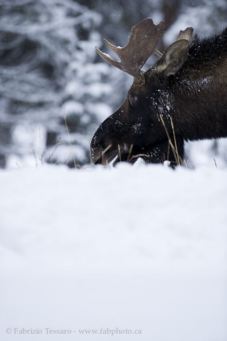 JUVENILE MOOSE Moose Family, Moose Pictures, Moose Deer, Deer Species, Saul Leiter, Bull Moose, Wild Creatures, Gifts For Boyfriend, Christmas Gifts For Boyfriend