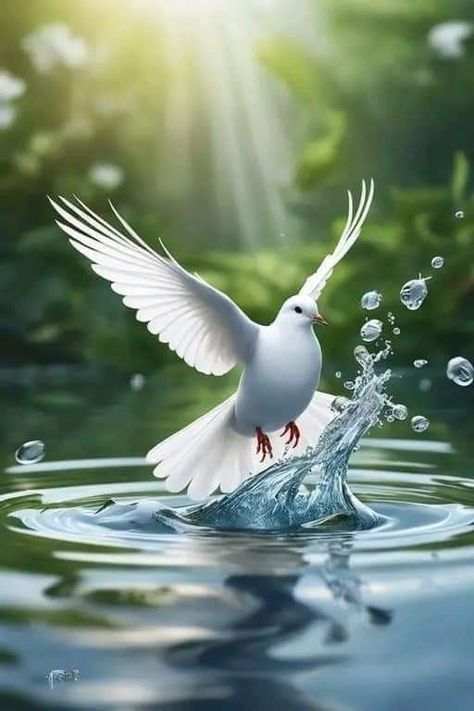 Pretty Place Chapel, Cute Wallpapers For Android, Jesus Christ Illustration, Dove Images, Dove Pictures, Love Wallpaper Download, Jesus Christ Painting, Heaven Art, Doodle Images