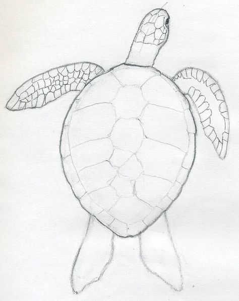 Sea turtle craft Turtle Sketch, Sea Turtle Drawing, Easy Pencil Drawings, Painted Gifts, Life Drawings, Easy Animal Drawings, Turtle Drawing, Drawing Eyes, Creation Art