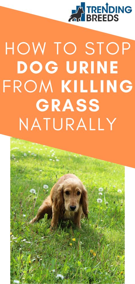 There’s something wonderful about watching your dog romp around in a lush, grassy lawn. However, you may find that before long, that lawn is becoming a lot less green, thanks to your dog’s potty habits. Thankfully, there are some things you can do about it. How do you stop dog urine from killing grass naturally? How To Keep Grass Green With Dogs, Prevent Dog Urine Grass Burns, How To Fix Grass From Dog Urine, Real Grass Dog Potty Diy, Dog Pee Grass Burn, Growing Grass With Dogs, Dog Urine Grass Repair, Dog Potty Diy, Dog Pee Smell