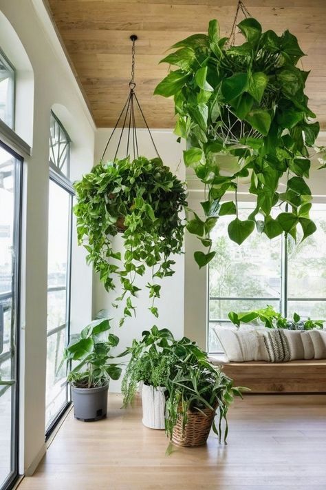 9 Best Trailing Plants For Indoor Hanging Baskets Trailing Plants Indoor, Best Trailing Plants, Hanging Basket Plants, Trailing Succulents, Hanging Indoor Plants, Fern Images, Indoor Plant Hangers, Hanging Plants Indoor, Plants For Hanging Baskets