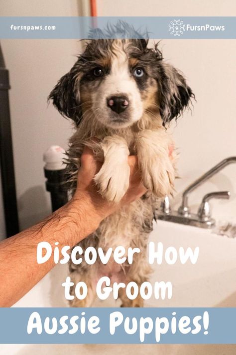 very cute and wet australian shepherd puppy in a bathtub ready for his dog grooming session Australian Shepherd Grooming, Grooming Australian Shepherd, Big Dog Breeds, Shepherd Dog Breeds, Puppy Grooming, Australian Shepherd Puppy, Very Cute Puppies, Aussie Puppies, Australian Shepherd Puppies