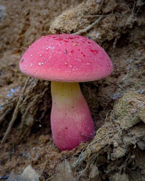 Pretty Mushrooms Nature, Mushroom Pretty, Mushroom With Face, Mushrooms Pretty, Mushrooms In Nature, Cool Mushrooms, Pretty Mushrooms, Big Mushroom, Mushroom Photography