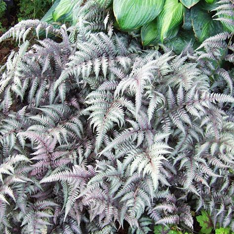 Japanese Painted Fern-- I just planted a few of these in my shade garden Silver Plants, Painted Fern, Licorice Plant, Japanese Painted Fern, Shade Loving Plants, Moonlight Garden, Silver Plant, Plant Texture, Ferns Garden