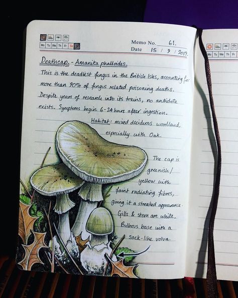 Deathcap Mushroom, Amanita Nightshade, Amanita Design, Shroom Art, Mushroom Journal, Amanita Phalloides, Fungi Illustration, Green Vibe, Plant Sketches