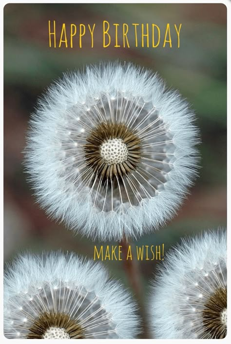 Happy Birthday #Makeawish Foto Macro, Dandelion Clock, Dandelion Wish, Fire Flower, Foto Tips, Airbrush Art, Seed Pods, Jolie Photo, Alam Yang Indah