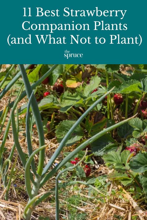 Strawberry companion plants such as onions, herbs, and asparagus are good neighbors for your strawberries. Learn which plants work and which don’t. #fruitgardenideas #gardeningadvice #howtogrow #plantparenttips #thespruce Strawberries Planting, Onion Companion Planting, Strawberry Companion Plants, Fruit Tree Garden, Garden Front Of House, Thyme Flower, Planting Onions, Natural Repellent, Planting Tips