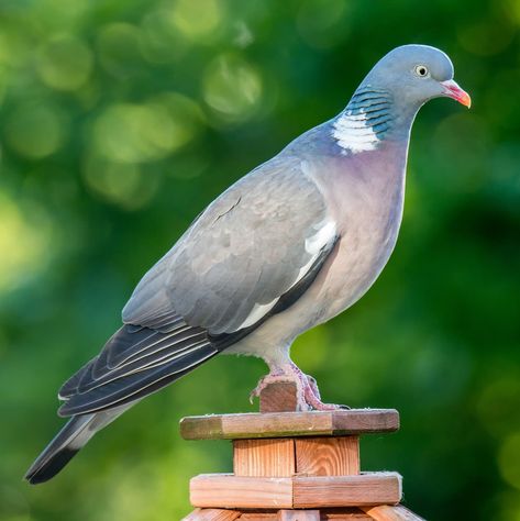 Feral Pigeon, Cute Pigeon, Wood Pigeon, Bird Facts, Dove Pictures, Birds Wallpaper, Bird Quotes, Pigeon Pose, Bird Wallpaper