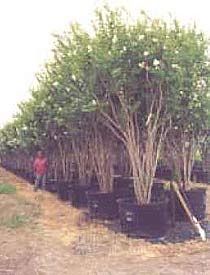 South Texas Landscaping, Crepe Myrtle Landscaping, Creeping Myrtle, Coastal Backyard, Landscape Edging Stone, Crepe Myrtles, Crepe Myrtle Trees, Texas Landscaping, Myrtle Tree