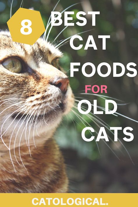 Healthy Cat Food, Homemade Cat Food, Simple Diet, Cat Diet, Best Cat Food, Cat Nutrition, Urinary Health, Cat Allergies, Older Cats