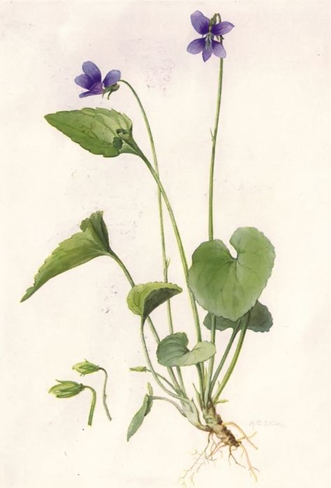 The flower symbolism associated with violets is modesty, virtue, affection, watchfulness, and faithfulness. Greenery Prints, Academic Drawing, Bouquet Tattoo, List Of Flowers, Illustration Botanique, Language Of Flowers, Botanical Painting, Scientific Illustration, Violet Flower