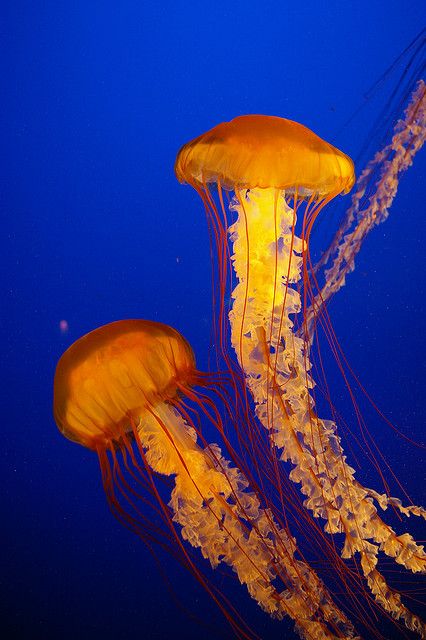 photo by Morgan Thomas Jellyfish, Floating, Swimming, Orange, Yellow, Water, Blue, White