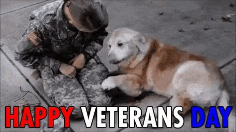 Happy Veterans Day Soliders GIF veterans day happy veterans day veterans day quotes veterans day gif happy veterans day gifs Welcome Home Soldier, Soldiers Coming Home, Dog Crying, Old Golden Retriever, Dog Hero, Deaf Dog, Elderly Dogs, Funny Parrots, Dog Meet