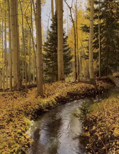 Aspen Grove, Aspen, Colorado