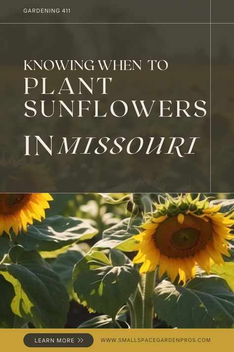 Discover the perfect timing & ideal conditions for planting sunflowers in Missouri with our in-depth guide! Learn essential tips for cultivating vibrant blooms that thrive in Missouri's climate. Whether you're a beginner or seasoned gardener, our expert advice will help you achieve a stunning home sunflower garden. Embrace the beauty of Missouri's gardens with our essential planting tips! #MissouriGardening #Sunflowers #PlantingTips #GardeningGuide #GardenSuccess #FlowerGarden #HomeGardening Missouri Gardening, Sunflower Care How To Grow, When To Harvest Sunflowers, Where To Plant Sunflowers, Sunflowers Growing, Sunflower Growth Stages, When To Plant Sunflowers, Mammoth Sunflower, Perennial Sunflower