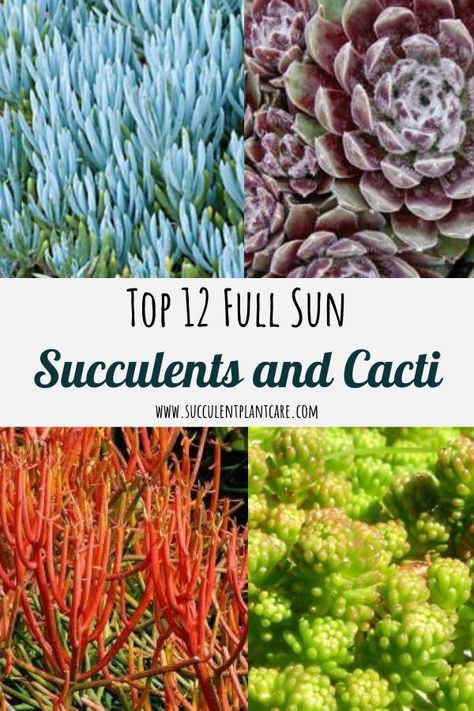 Top 12 Cacti and Succulents for Full Sun - Succulent Plants and Care Full Sun Succulents, Succulent Garden Outdoor, Succulent Outdoor, Succulent Landscape Design, Succulent Landscaping, Full Sun Plants, Types Of Succulents, Succulent Gardening, Sun Plants