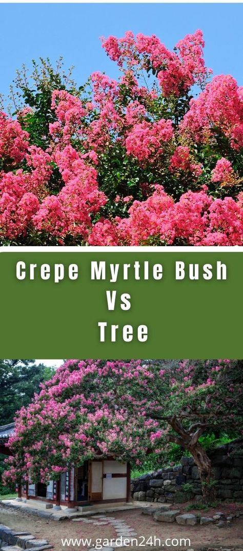 Crepe Myrtle Topiary, Crepe Myrtle Pruning, Row Of Crepe Myrtle Trees, Small Crepe Myrtle Trees, Crepe Myrtle Privacy Screen, Crete Myrtle Tree, Best Bushes To Plant In Texas, Crepe Myrtle Trees Landscaping, Crepe Mertyl Trees Landscaping