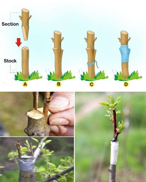 Electroculture Gardening, Grafting Fruit Trees, Plant Propagation, Propagating Plants, The Secret Garden, Pruning Shears, Rubber Bands, Fruit Trees, Secret Garden