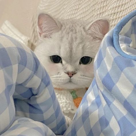 Cat Symbolism, Blue Feeds, Everything Is Blue, Cute Blue Wallpaper, Baby Blue Aesthetic, Light Blue Aesthetic, Blue Aesthetic Pastel, Blue Highlights, Instagram Highlight Covers