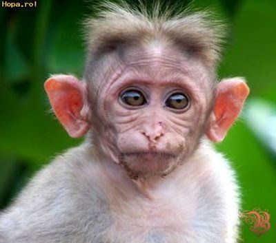 Could 'Big-Ears' be a monkey-headed god? Big Ears, Funny, Hair