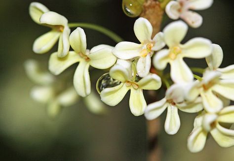 Sweet Olive tree (Osmanthus Fragrans) Sweet Olive Tree, Olive Tattoo, Osmanthus Fragrans, Bach Flowers, Olive Plant, Resort Logo, Sweet Perfume, Flower Essences, Unusual Flowers