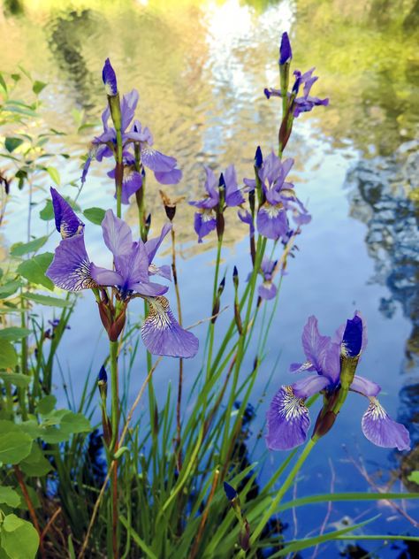 Iris Flowers Nature, #Iris, #Nature, #Flowers Iris Flowers Garden, Water Iris, Purple Iris Flowers, Iris Bouquet, Japanese Iris, Purple Lily, Iris Art, Violet Flowers, Patio Pots