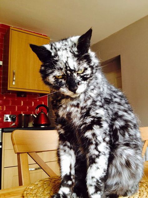 50 Rare Cats With The Most Unusual Fur Markings Ever Big Domestic Cat Breeds, Interesting Cats, Moms Spaghetti, Lup Singuratic, Wolf Cat, Chocolate Boy, Rare Cats, Black And White Cat, Gorgeous Cats