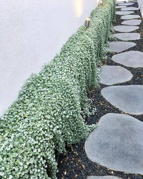 Dichondra Silver Falls, Garden Retaining Wall, Landscaping Retaining Walls, Silver Falls, Garden Vines, Front Landscaping, Coastal Gardens, Walled Garden, Native Garden