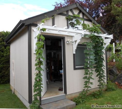 hops vines growing on shed. I want a trellis like this on the front of the house for beans. Hop Trellis, Hops Trellis, Grape Vine Trellis, Hops Vine, Hops Plant, Grape Tree, Grape Trellis, Vine Trellis, Shed Decor