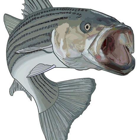 striped bass fishing Striped Bass Drawing, Striper Fish, Fishing Poster, Drawing Fish, Striped Bass Fishing, Bass Fishing Shirts, Dinosaur Sketch, Fishing Design, Skeleton Drawings