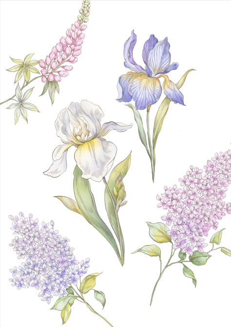 Clipart Iris, Lilac, Lupin, Bell flower Joseph Frank, Lupine Flowers, Care Bear Birthday, Mughal Art Paintings, Floral Doodle, Flower Sketches, Flower Art Images, Lilac Flowers, Iris Flowers