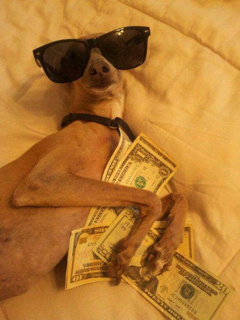 Funny Dog | Show me the money! Miniature Italian Greyhound, Greyhounds Funny, Smiling Dog, Italian Humor, Show Me The Money, Silly Dogs, Italian Greyhound, Funny Animal Pictures, Whippet