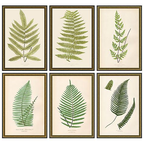 block print | One Kings Lane Fern Prints, Lauren Liess, Elephant Logo, Nature Drawing, Delivery Gifts, Wood Frames, Bathroom Art, French Inspired, Wood Glass