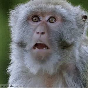 Baboon Monkey GIF - Baboon Monkey Shocked - Discover & Share GIFs Monkey Gif, Mood Gif, Animiertes Gif, Funny Emoji, Funny Christmas Cards, Baboon, My Money, Little Brother, Primates