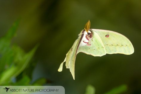 Luna Moth Flying, Moths Flying, Moth Flying, Moth Fly, Moth Species, Colorful Moths, Lunar Moth, Insect Species, People Fly