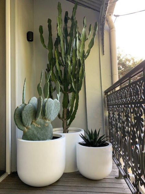 Cactus In Pots Indoor, Cactus In White Pot, Cactus Garden In Pots, Cactus Container Garden, Planting Cactus In Pots, Cactus Planter Ideas Outdoor, Potted Cactus Garden, Potted Cactus Outdoor, Cactus In Pots Outdoor