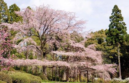 Kyoto Cherry Blossom, Cherry Blossoms In Japan, Asia Cruise, Honeymoon Romance, Shinjuku Gyoen, Yoyogi Park, Himeji Castle, Cherry Blossom Japan, Cherry Blossom Season