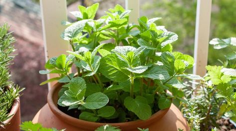 Can Mint Grow in the Shade? How Much Sun Does Mint Need? Grow Mint, Growing Mint, Flea Beetles, Apple Mint, Mint Plants, Aromatic Plant, Plant Tags, Flower Spike, Seasonal Garden