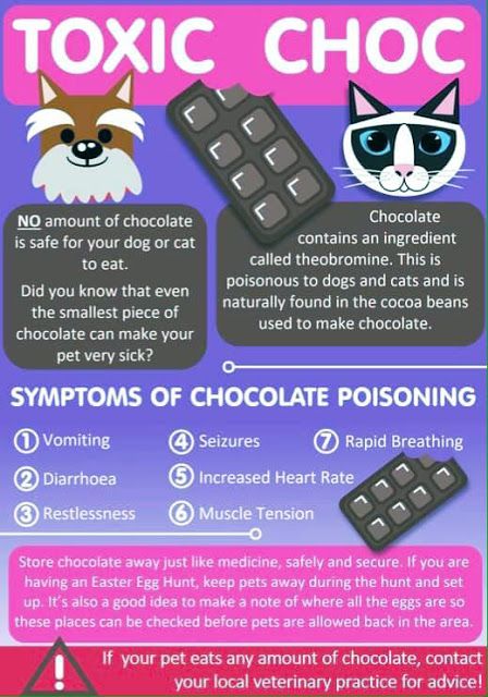 Valentine's Day Pet Safety Tips | Australian Dog Lover Australian Dog, Increase Heart Rate, Cat Call, Types Of Chocolate, Dog Nutrition, Animal Nutrition, Dog Safety, Pet Insurance, Pet Stuff