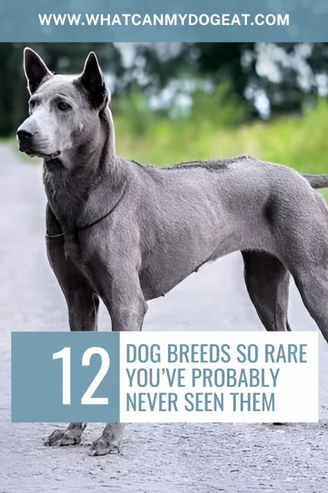 These rare dog breeds are so unique, you might never see them at your local park. With fascinating histories and distinctive traits, each breed offers something special. From ancient companions to quirky modern pets, these dogs are true standouts. Dive into the world of these uncommon breeds and discover the extraordinary! Scariest Dog Breeds, Dog That Looks Like A Wolf, Friendliest Dog Breeds, Dog Breeds 100 Years Ago, Worlds Largest Dog, Friendly Dog Breeds, Ancient Dog Breeds, Karelian Bear Dog, Mexican Hairless Dog