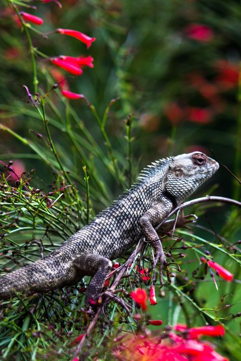 Garden Lizard, Desert Lizards, Lizard Types, Lizard Species, Small Lizards, Human Environment, Exotic Animals, Backyard Inspo, Eat Fruit