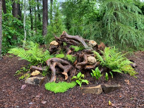 Stumpery Garden Ideas, Stumpery Garden, Woodland Garden Design, Rainforest Garden, Forest Gardens, Magical Woodland, Ferns Garden, Wildlife Garden, Fine Gardening