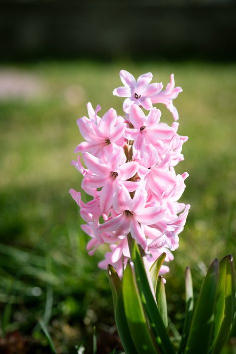 Hyacinth Pink Flower, #Hyacinth, #Flower, #Pink Flower Hyacinth, Pink Hyacinth, Hyacinth Flower, Spring Photos, Blossom Flower, Pink Flower, Free Pictures, Free Photo, Girls Bedroom