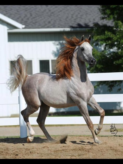 finally I found a great picture of a Rose-gray horse Cai Arabi, Unusual Horse, Rare Horses, Horse Pics, Pencil Artwork, Beautiful Arabian Horses, Funny Horses, Most Beautiful Horses, Grey Horse