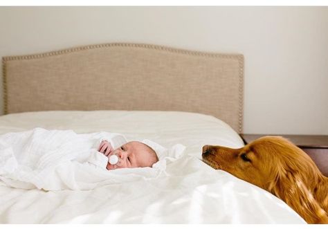 Dog And Baby Pictures, Newborn And Dog Photography, Babies And Dogs, Newborn And Dog, Dog And Baby, Baby And Dog, Dogs And Babies, Newborn Family Photos, Photos With Dog