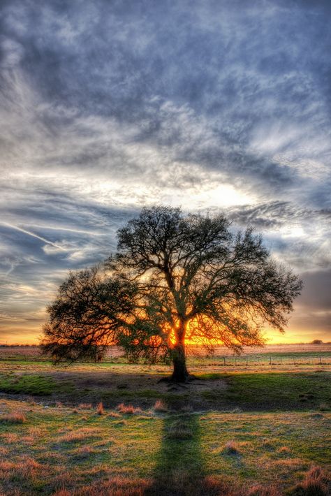 gorge Texas Sunset, Beautiful Tree, Shade Garden, Nature Beauty, Sunrise Sunset, A Tree, Beautiful World, Pretty Pictures, In The Middle