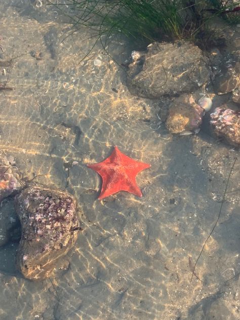 Starfish Aesthetic, Crustacean Core, Santa Cruz Aesthetic, Starfish Beach Aesthetic, Pleasure Point Santa Cruz, Starfish In Ocean, Orange Starfish Aesthetic, Life In Paradise, Mermaid Aesthetic