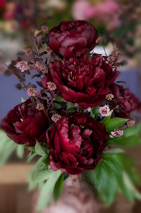 Make your wedding bouquet with pretty burgundy peonies like these! Red Peonies, Burgundy Flowers, Beautiful Blooms, Amazing Flowers, Love Flowers, Romantic Wedding, Pretty Flowers, Red Flowers, Dahlia