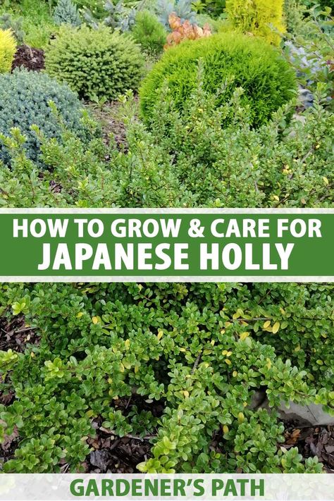 A close up vertical image of Japanese holly (Ilex crenata) growing in the garden. To the center and bottom of the frame is green and white printed text. Japanese Holly Landscaping, Japanese Holly Shrub, Backyard Hacks, Japanese Holly, Ilex Crenata, Holly Shrub, Homestead Gardening, Holly Plant, Holly Bush